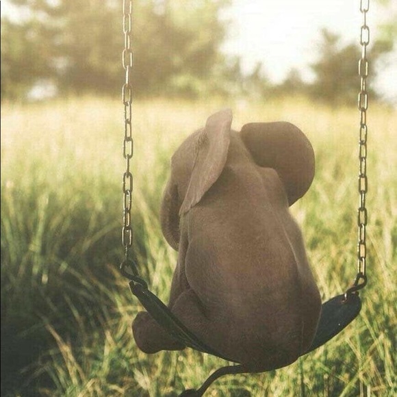 Meet your Posher, Misty - Picture 1 of 1